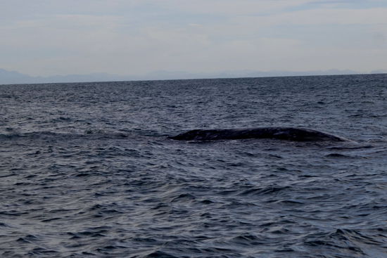 Und da sind sie... - welch ein majestätischer Anblick...
Mehr über Grauwale...