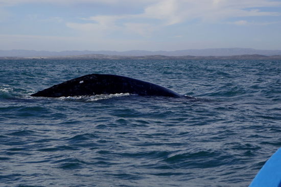 Grauwale haben eine Länge von 13 - 15 m...