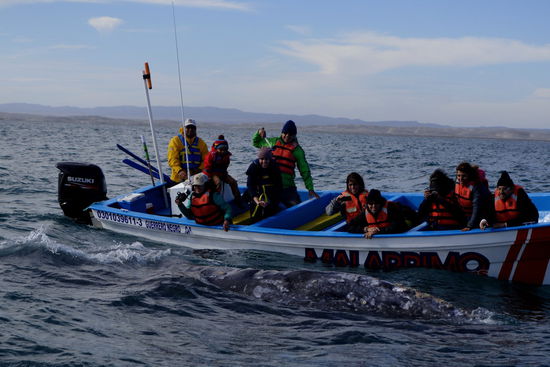 Spannend wird es, wenn die Wale zu den Booten schwimmen... - man kann sie aus nächster Nähe beobachten, sogar berühren...