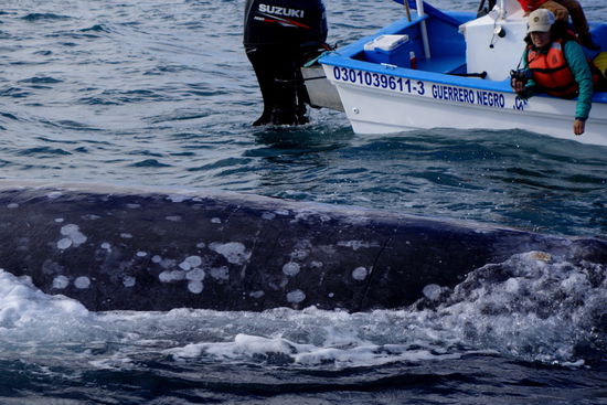 Grauwale wiegen übrigens 25 - 34 Tonnen...!!!