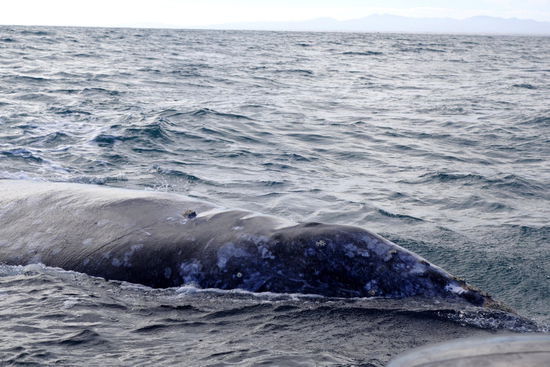 Die Grauwale wandern von Alaska bis zur Baja California - in den Lagunen kalben sie und pflanzen sich auch hier fort...; die Tragezeit beträgt 11 - 12 Monate...