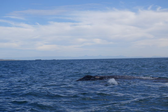 Die Wale tauchen auf...