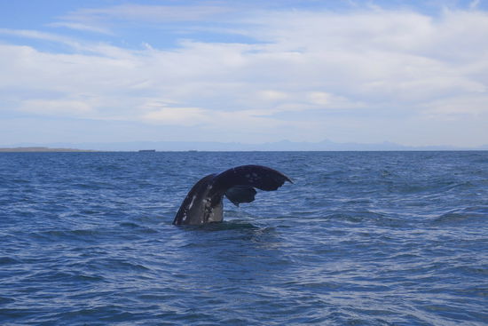 ... und ebenso schnell wieder mäjestetisch ab...!