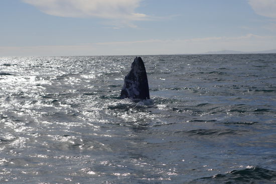 ...und wieder in den Tiefen verschwinden...