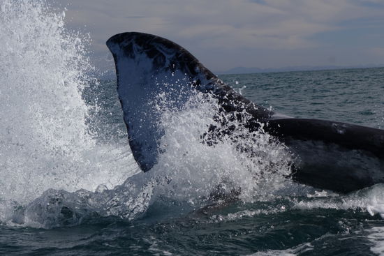 Unglaublich, was da abgeht...!