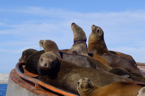 Der Bootsführer hat noch eine Überraschung bereit... - Seelöwen...