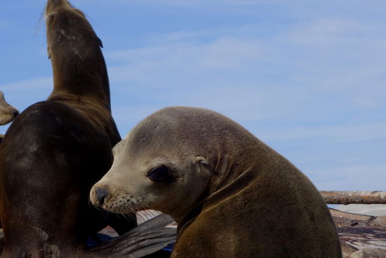 Weint er denn dem alten Jahr eine Träne nach...?