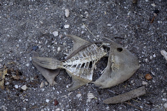 Und die kärglichen Überreste...