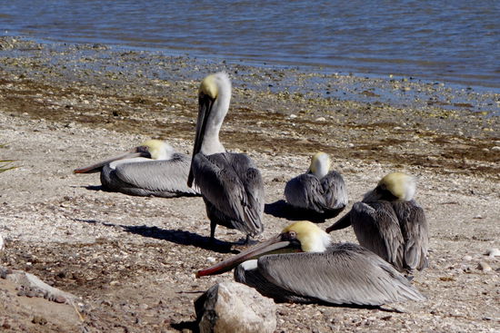 Dann ist Zeit für eine Siesta...