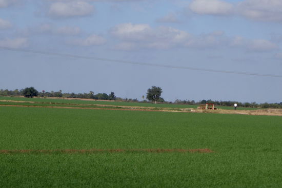 Das flache Land ist ideal für die Landwirtschaft... - wir erfreuen uns an den frischen Grüntönen auf den bewässerten Feldern....