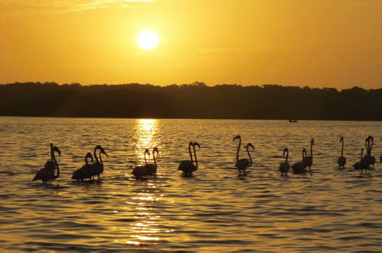 Und da sind sie - die Flamingos