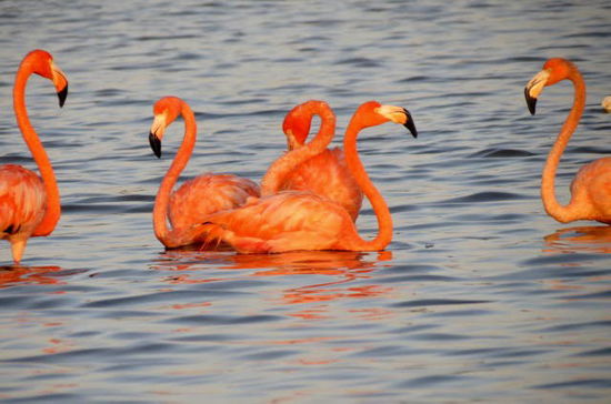 Es sind unvergessliche Bilder! Ringsum Natur pur - es ist die Kraft der Natur, die einen bei solchen Bildern beflügelt. Im Monat Mai versammeln sich in den Lagunen bis zu 40'000 Flamingos - anschliessend geht die Reise auf eine vorgelagerte Inseln, wo die Brutzeit beginnt. Die Insel ist streng geschützt und auch bewacht, damit keine allzu neugierigen Touristen die Aufzuckt der Jungen stören!