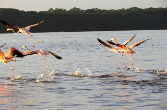 Es ist interessant, den Flamingos zuzuschauen, wenn sie wegfliegen...