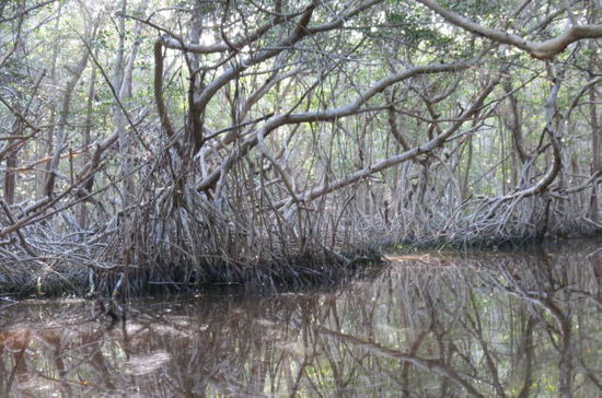 in den Mangroven der Lagune