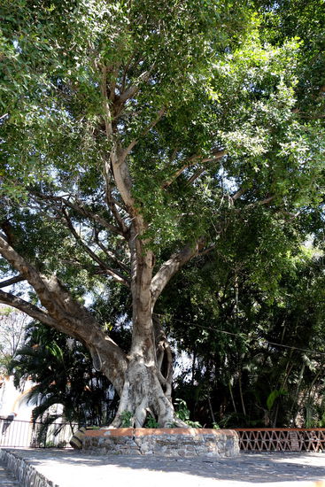 Fantastisch schöne, alte Bäume spenden kühlen Schatten