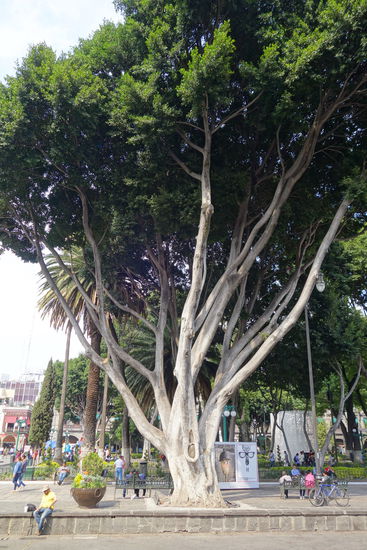 und ein toller, alter Baumbestand