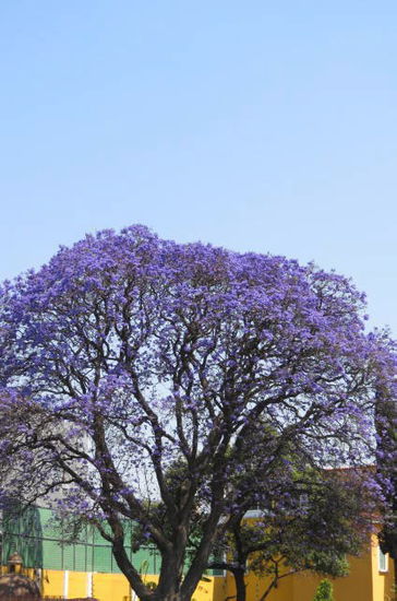 Tolle Farbe der Jacaranda-Bäume