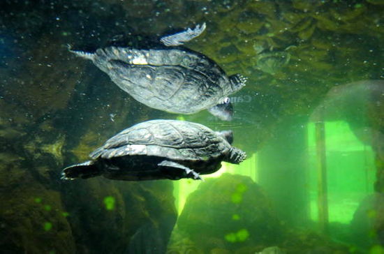 Eine Schildkröte spiegelt sich unter der Wasseroberfläche