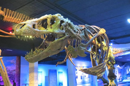 Ein paar imposante Bilder von Dinos