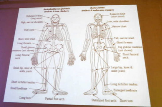Die Evolution des Menschen - mit anschaulichem Bildmaterial
