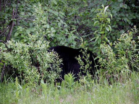 Wer nuschelt denn da im Gestrüpp...?
