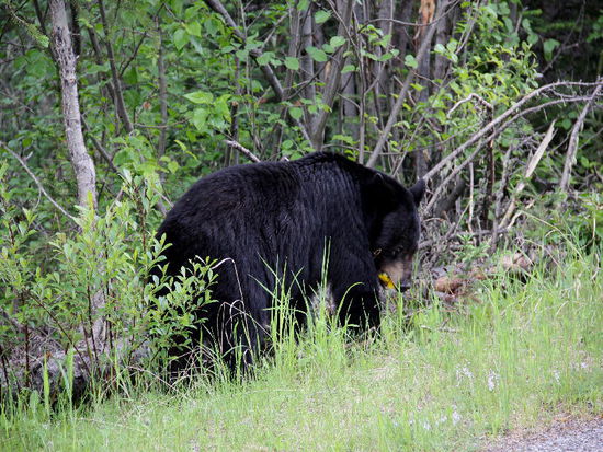 Löwenzahn scheint ein Leckerbissen zu sein...