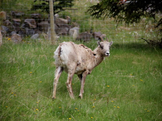 Dagegen scheinen die wilden Bergziegen eher harmlos... sie scheinen etwas zerzauselt zu sein, werfen sie doch grad ihr Winterkleid ab...