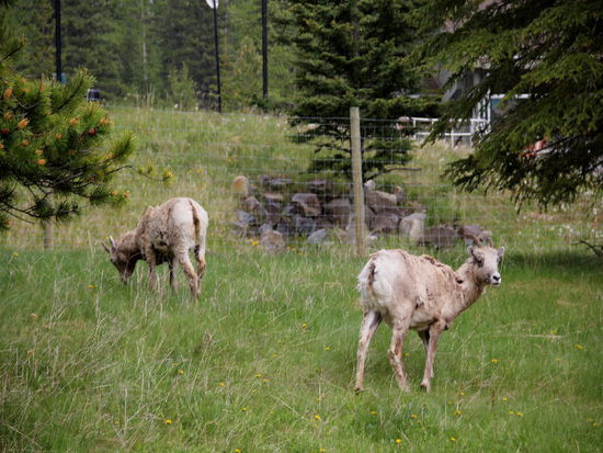 in den Miette Hot Springs...