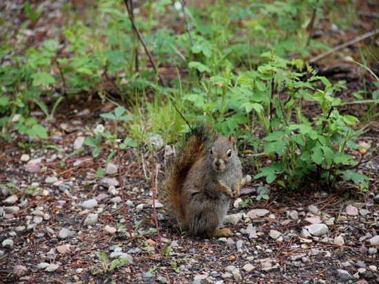 Den restlichen Abend verbringen wir auf dem CP,  essen ein ordentliches Rindsteak und lassen den Tag ausklingen...
