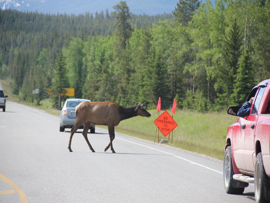 Vorsicht ist angesagt, die Tiere haben Vortritt...