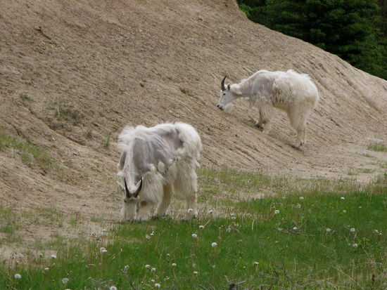 Wilde Bergziegen, die im Gestein Salz lecken...; momentan werfen sie ihr Winterkleid ab, deshalb sehen sie so leid aus...