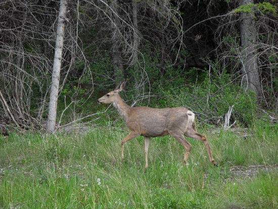 Und einen Maultierhirsch treffen wir am Wegesrand...; wir selber beziehen nochmals unsern Platz im CP in Jasper...; morgen geht es weiter in nördlicher Richtung...