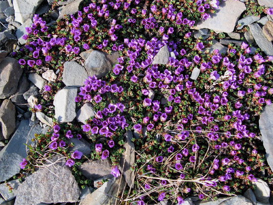 Bergblumen hart an der Schneegrenze...