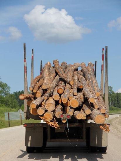 Waldwirtschaft...; es gibt denn auch einige Platten- und holzverarbeitende Fabriken...