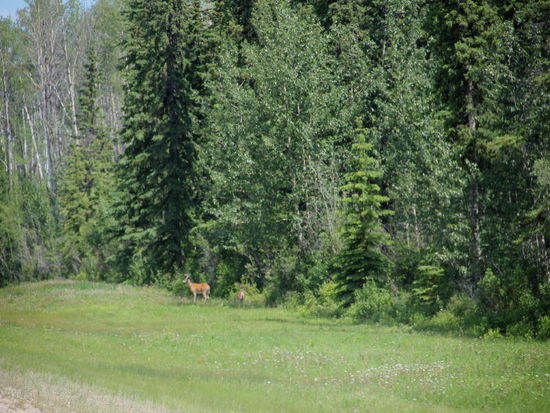 Hier äsen sie friedlich...