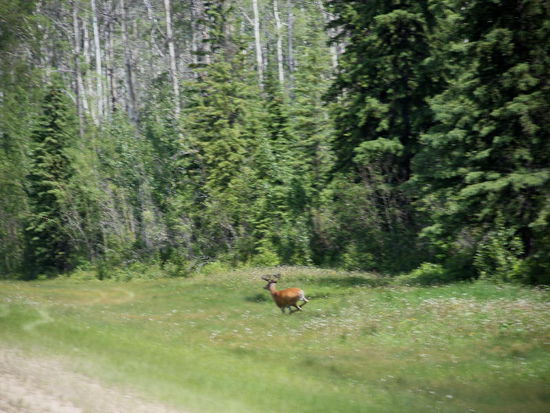Rennen plötzlich Richtung Wald...