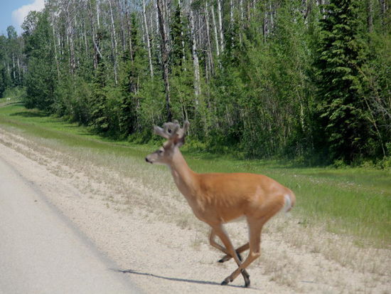 Und schon hast sie vor dir auf der Strasse...; es zeigt sich, dass man vorsichtig fahren muss, Wild ist unberechenbar...!