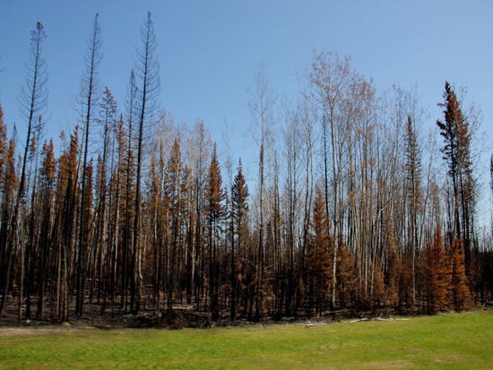 Wir sind immer wieder erstaunt über den Zustand der Wälder...; Blitzschläge lösen oft Waldbrände aus...