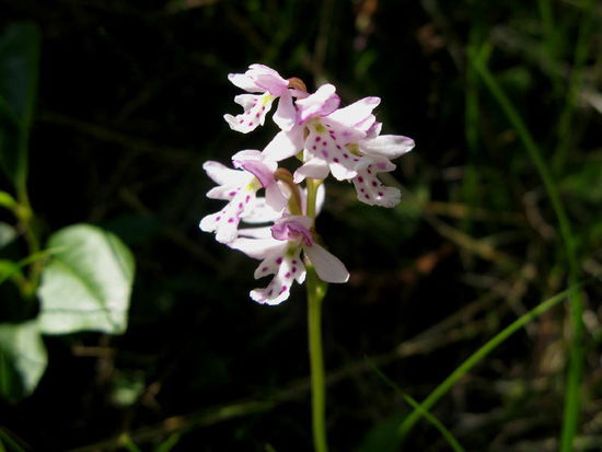 Blumen am Wegesrand...