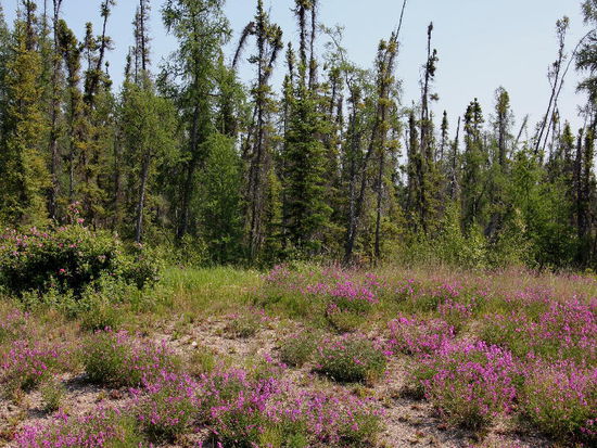 Wir fahren am andern Morgen zum Mackenzie-River...; im Bild ganze Sträusse von wilder Salbei...