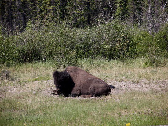 Da - ein einsamer Bulle...