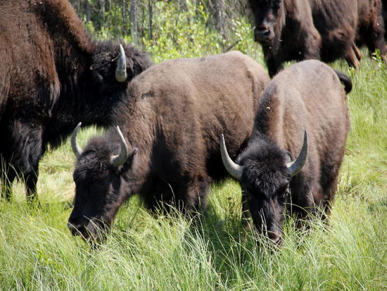 Na ja, von denen möchte ich nicht aufs Horn genommen werden...