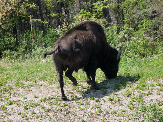 Sie werden geplagt von Moskitos und grossen Bremsen...
