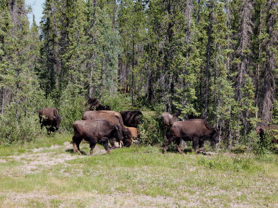 Etliche Kilometer später finden wir eine Herde, die sich ziemlich rasch gegen Westen bewegt...