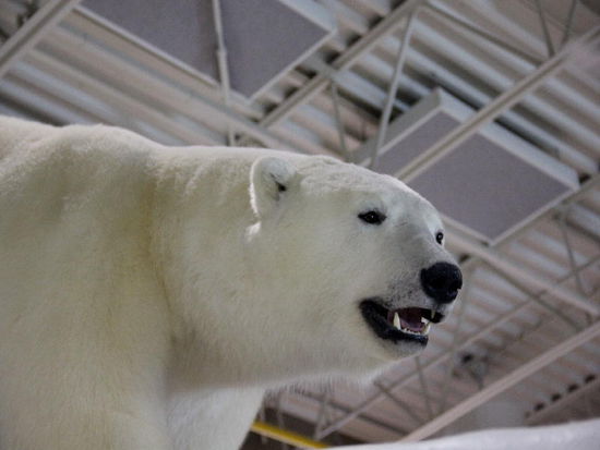 Im Airport ein Eisbär..