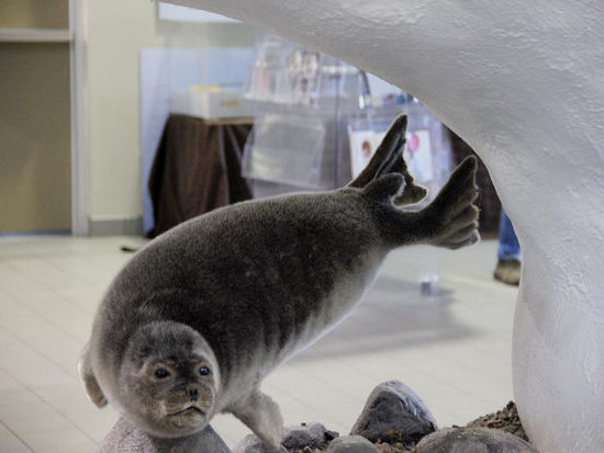 Mit dem dazugehörigen Futter...