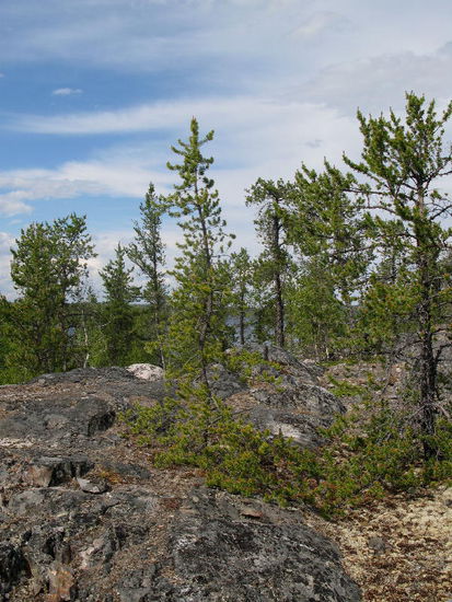 Wie wenig doch die Natur braucht, um zu überleben...
