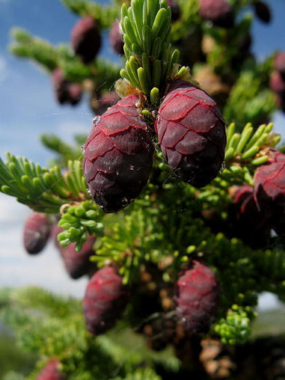 Es zeigt sich aber auch, dass Leben gesichert wird, indem im Überfluss produziert wird...