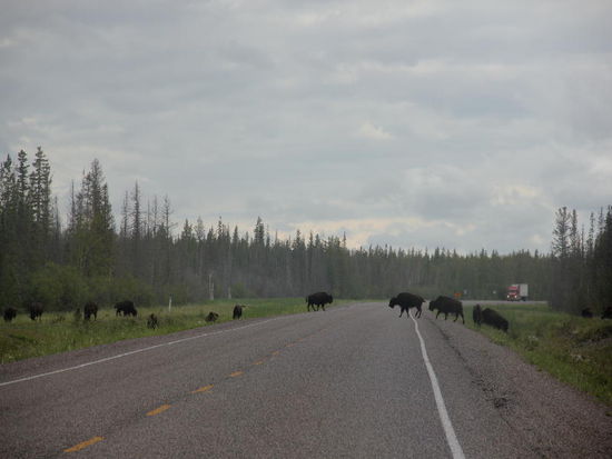 Es gibt nur einen einzigen Weg zurück und dieser führt uns wieder zu den Bisonherden...