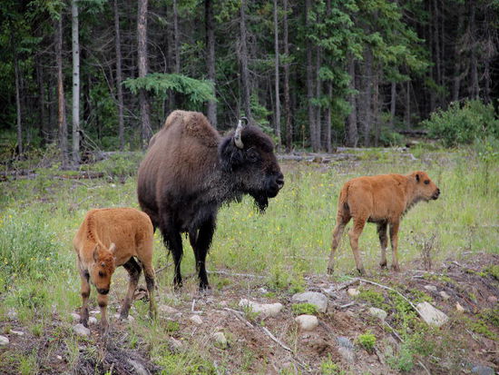 Mutti passt gut auf die Kinderchen auf...